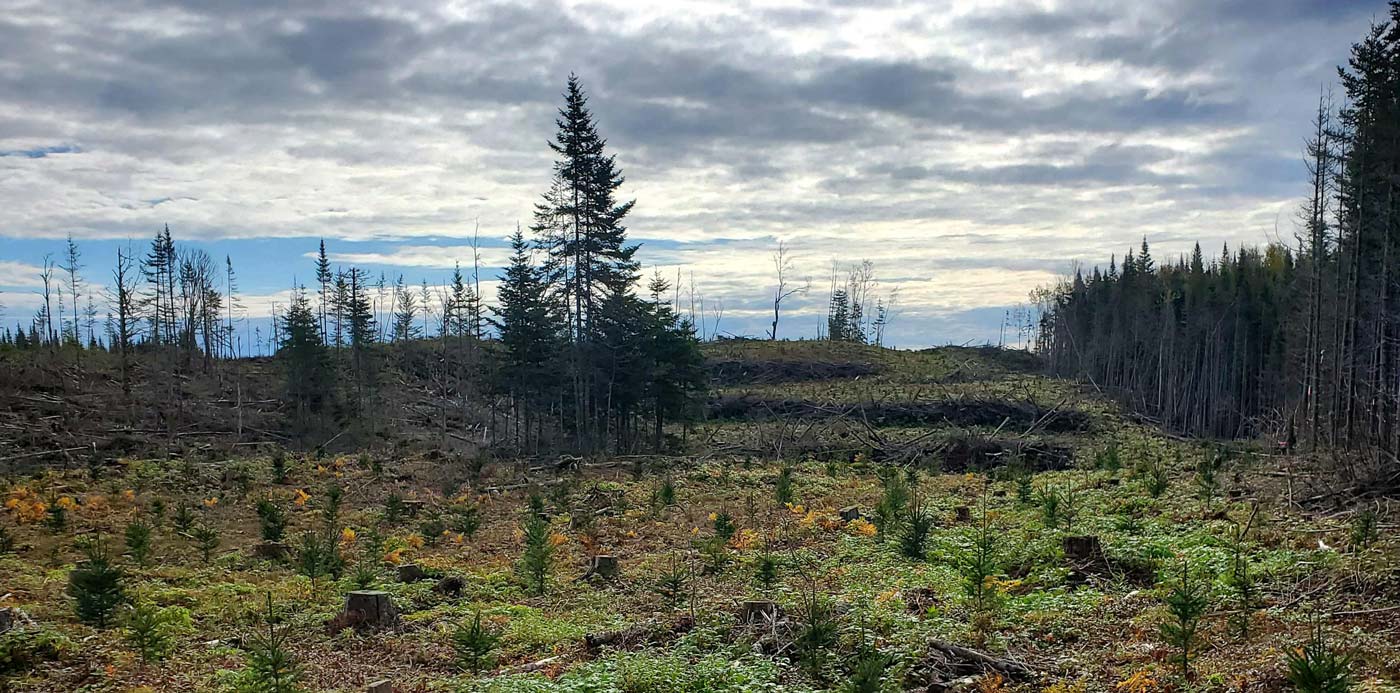 Programme de certification des pratiques des entreprises en travaux sylvicoles (PGES)